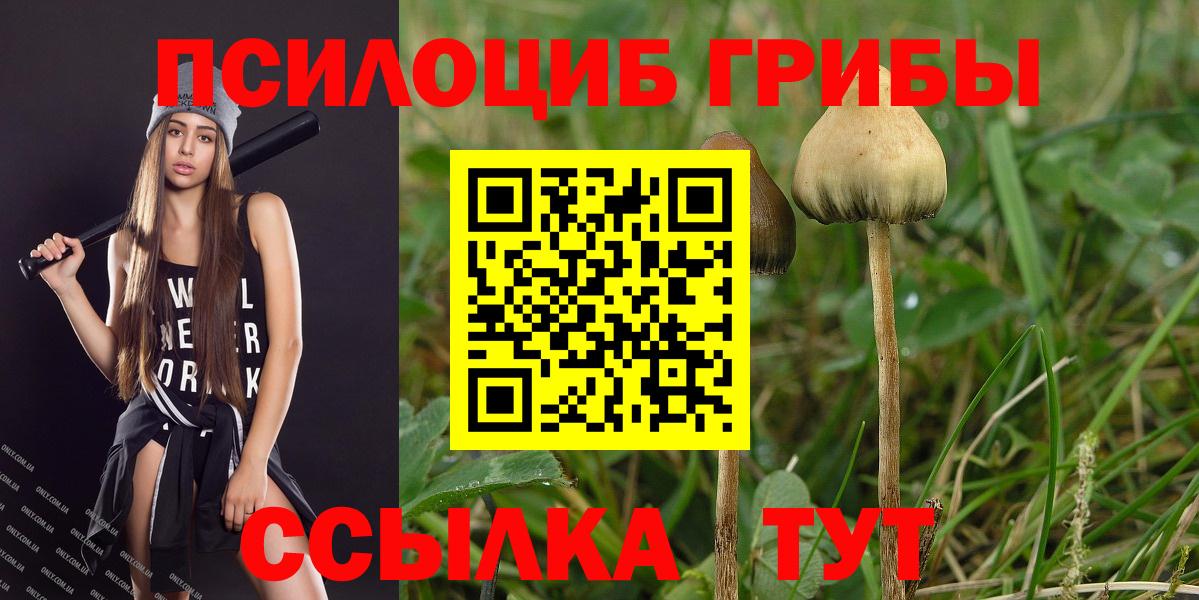 Галлюциногенные грибы Psilocybine cubensis Новозыбков